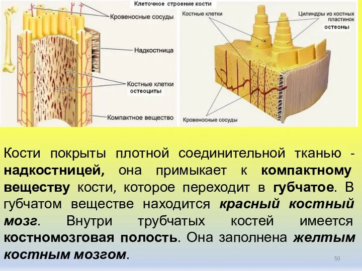 Кости покрыты плотной соединительной тканью - надкостницей, она примыкает к