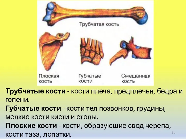 Трубчатые кости - кости плеча, предплечья, бедра и голени. Губчатые