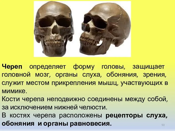 Череп определяет форму головы, защищает головной мозг, органы слуха, обоняния,