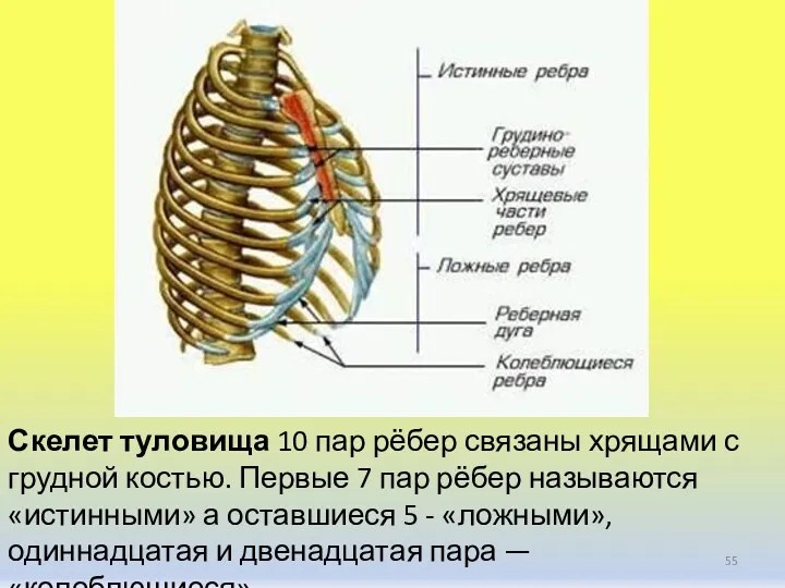 Скелет туловища 10 пар рёбер связаны хрящами с грудной костью.