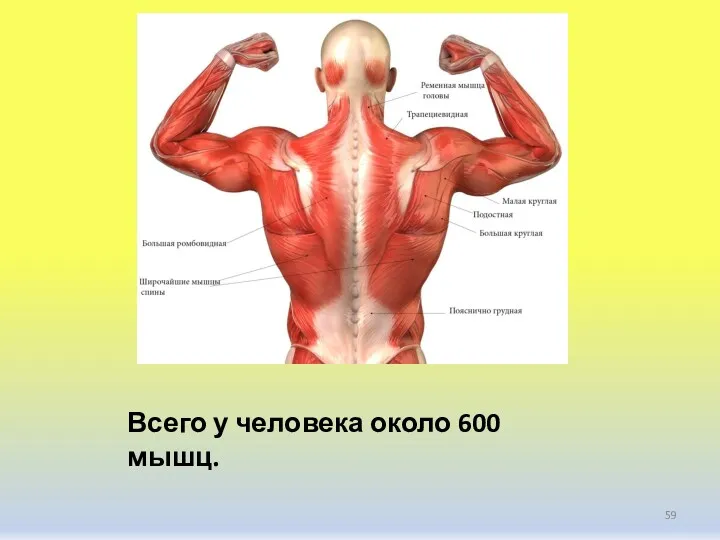 Всего у человека около 600 мышц.