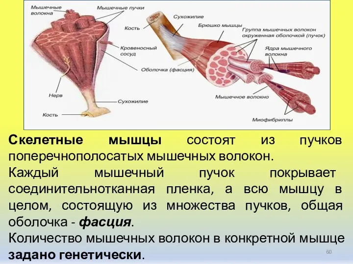 Скелетные мышцы состоят из пучков поперечнополосатых мышечных волокон. Каждый мышечный