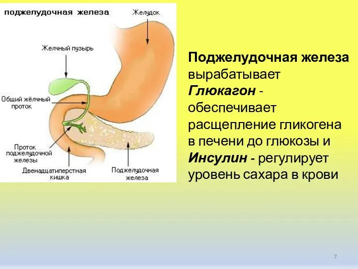 Поджелудочная железа вырабатывает Глюкагон - обеспечивает расщепление гликогена в печени