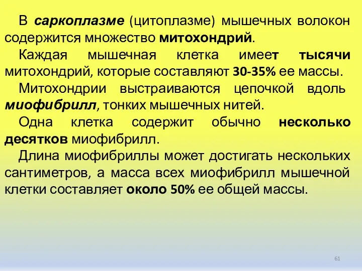 В саркоплазме (цитоплазме) мышечных волокон содержится множество митохондрий. Каждая мышечная