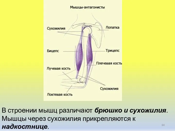 В строении мышц различают брюшко и сухожилия. Мышцы через сухожилия прикрепляются к надкостнице.