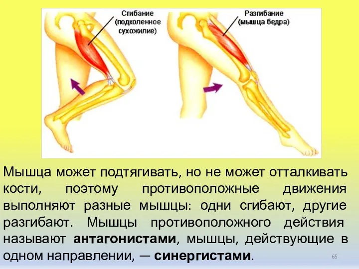 Мышца может подтягивать, но не может отталкивать кости, поэтому противоположные