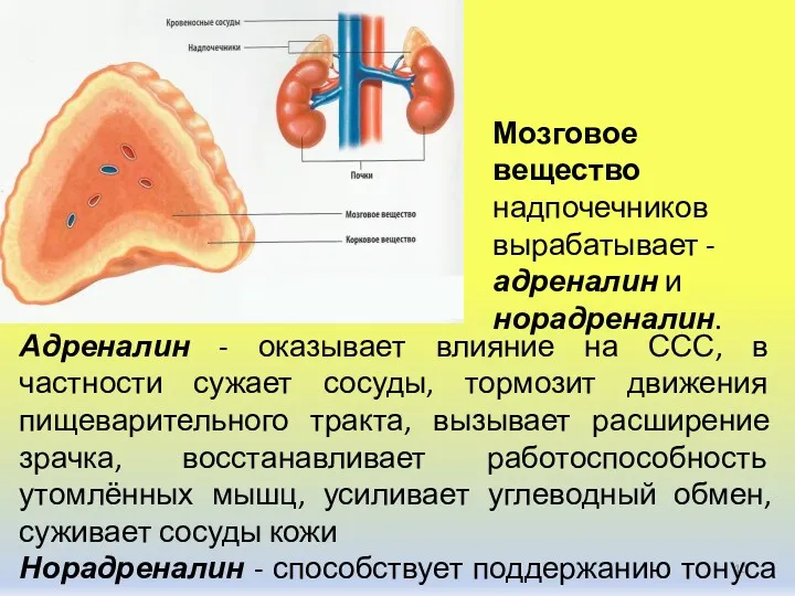 Адреналин - оказывает влияние на ССС, в частности сужает сосуды,