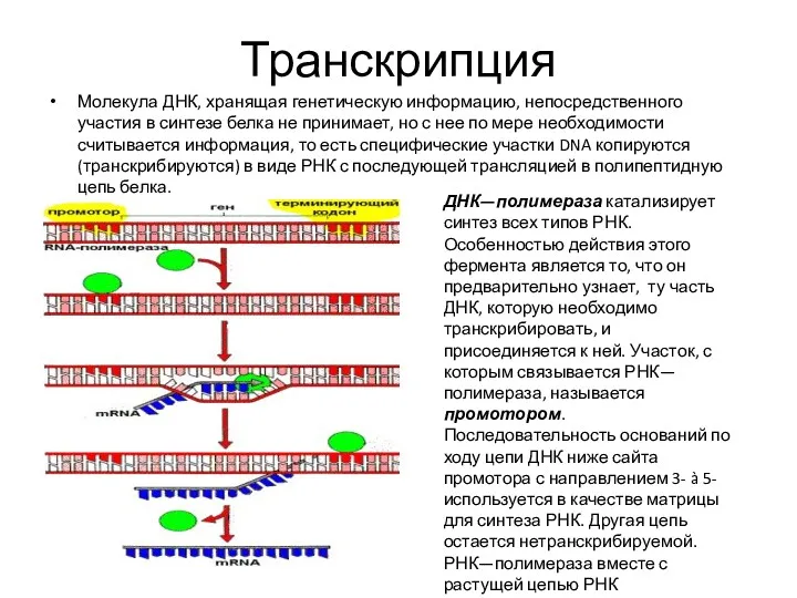 Транскрипция Молекула ДНК, хранящая генетическую информацию, непосредственного участия в синтезе белка не принимает,