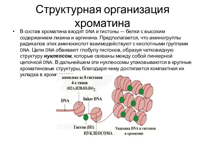 Структурная организация хроматина В состав хроматина входят DNA и гистоны — белки с