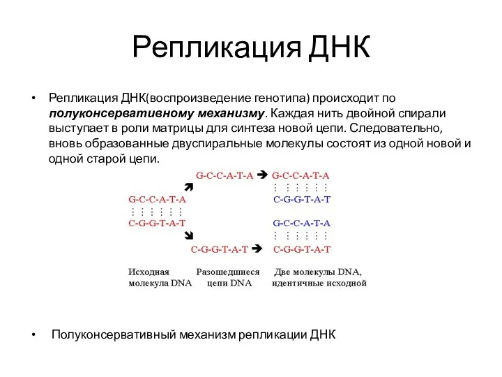 Репликация ДНК Репликация ДНК(воспроизведение генотипа) происходит по полуконсервативному механизму. Каждая нить двойной спирали