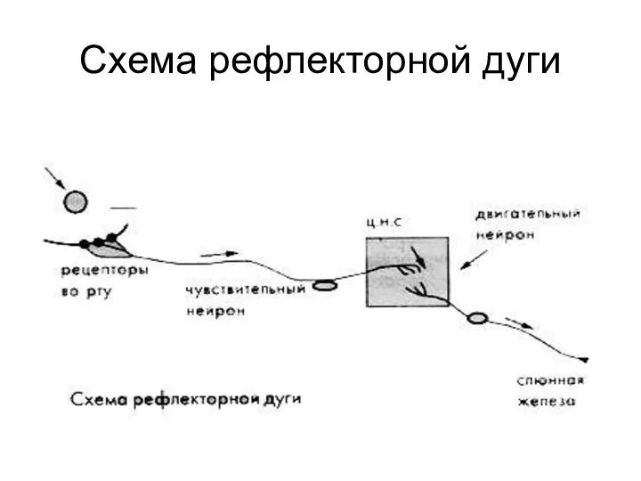 Схема рефлекторной дуги