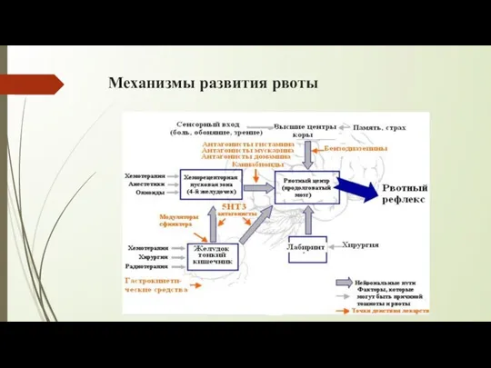 Механизмы развития рвоты