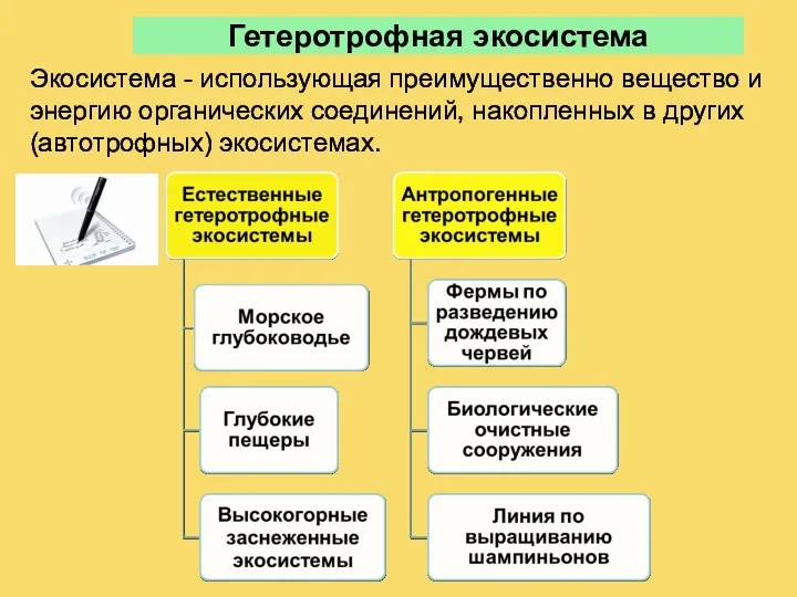 Гетеротрофная экосистема Экосистема - использующая преимущественно вещество и энергию органических соединений, накопленных в других (автотрофных) экосистемах.