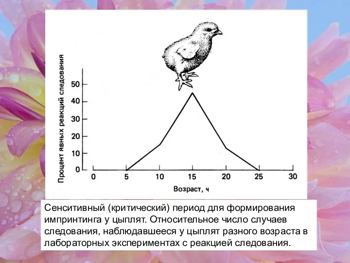 Сенситивный (критический) период для формирования импринтинга у цыплят. Относительное число