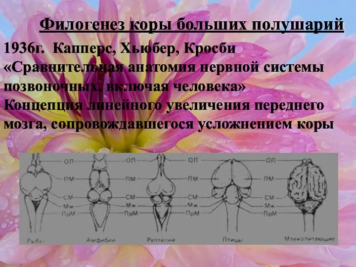 Филогенез коры больших полушарий 1936г. Капперс, Хьюбер, Кросби «Сравнительная анатомия