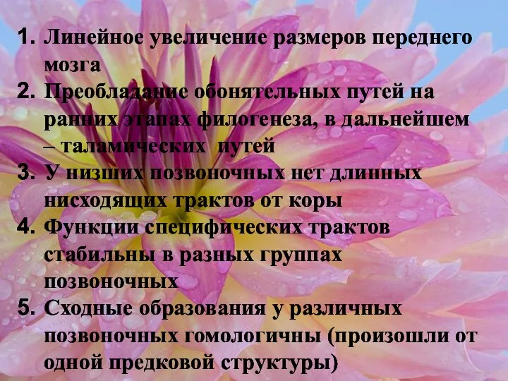 Линейное увеличение размеров переднего мозга Преобладание обонятельных путей на ранних