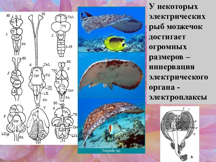 У некоторых электрических рыб мозжечок достигает огромных размеров – иннервация электрического органа - электроплаксы