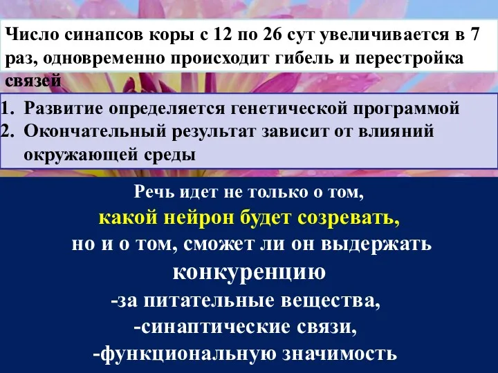 Число синапсов коры с 12 по 26 сут увеличивается в