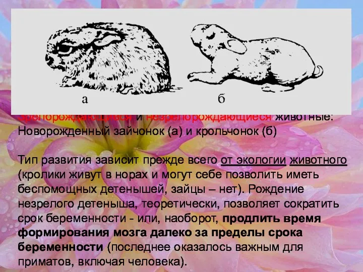 Зрелорождающиеся и незрелорождающиеся животные: Новорожденный зайчонок (а) и крольчонок (б)