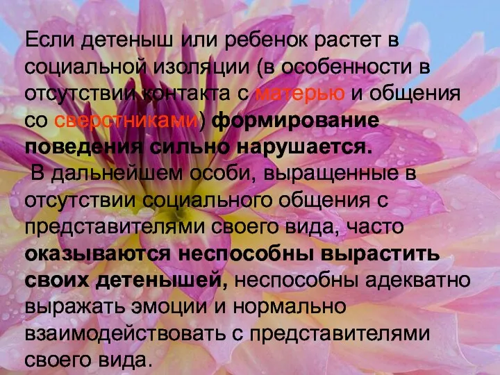 Если детеныш или ребенок растет в социальной изоляции (в особенности