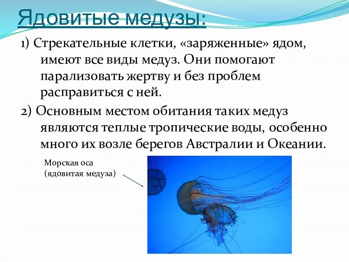 Ядовитые медузы: 1) Стрекательные клетки, «заряженные» ядом, имеют все виды