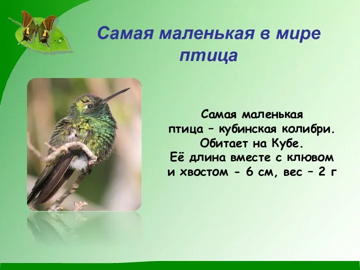 Самая маленькая в мире птица Самая маленькая птица – кубинская колибри. Обитает на