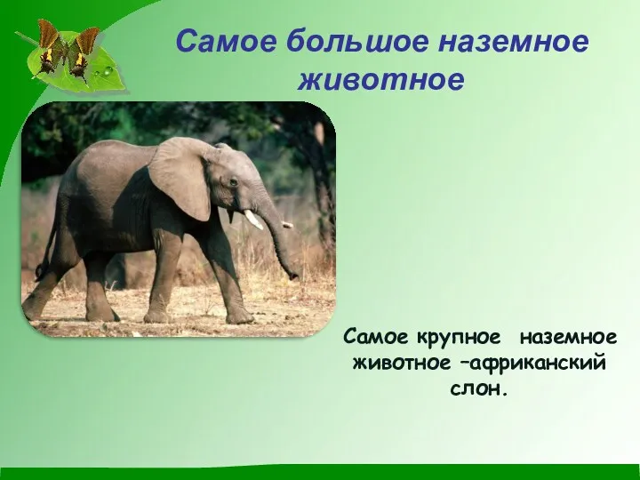Самое большое наземное животное Самое крупное наземное животное –африканский слон.