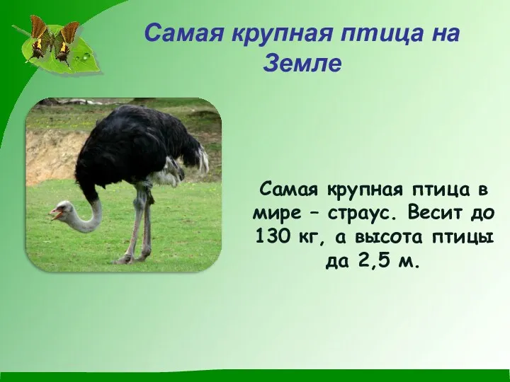 Самая крупная птица на Земле Самая крупная птица в мире – страус. Весит