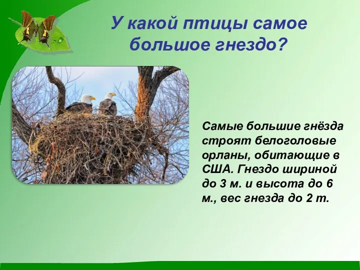 У какой птицы самое большое гнездо? Самые большие гнёзда строят белоголовые орланы, обитающие