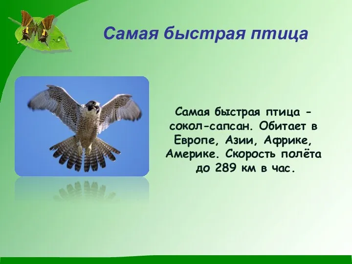Самая быстрая птица Самая быстрая птица - cокол-сапсан. Обитает в Европе, Азии, Африке,