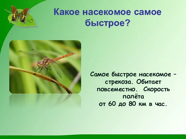 Какое насекомое самое быстрое? Самое быстрое насекомое – стрекоза. Обитает повсеместно. Скорость полёта