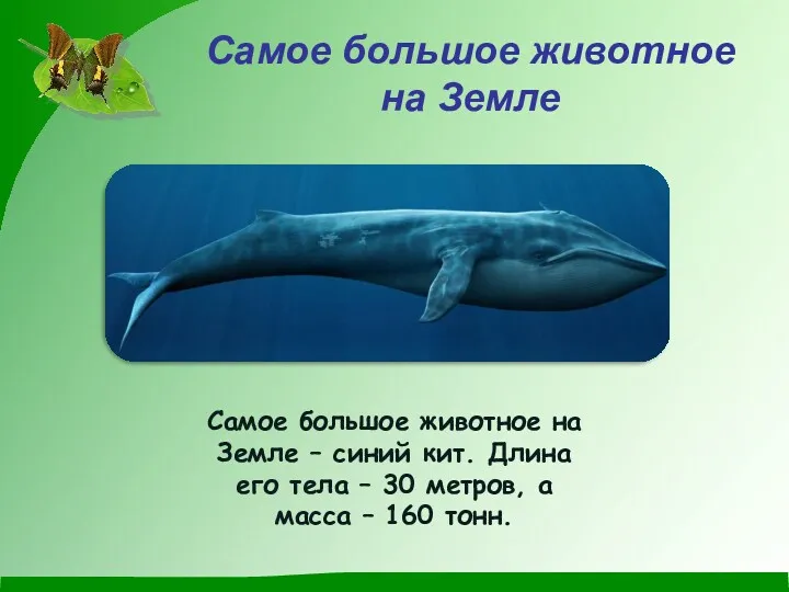 Самое большое животное на Земле Самое большое животное на Земле – синий кит.