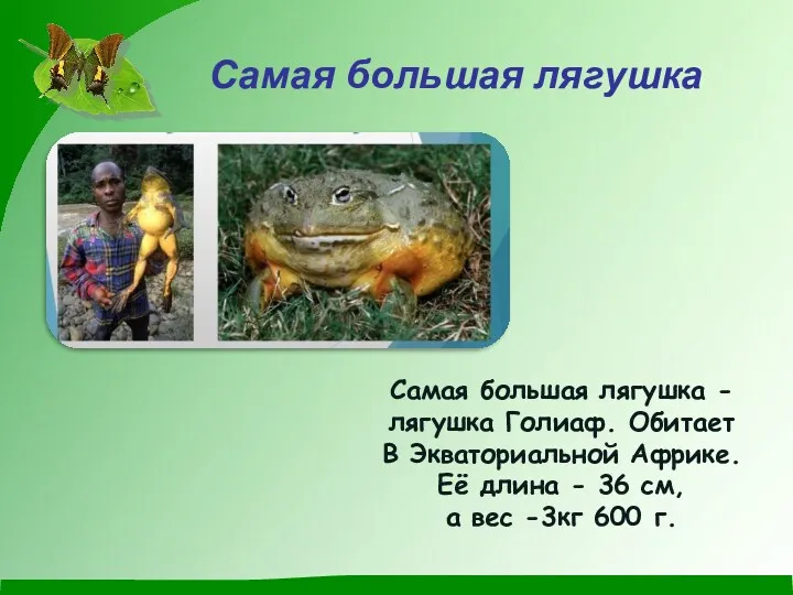 Самая большая лягушка Самая большая лягушка - лягушка Голиаф. Обитает В Экваториальной Африке.