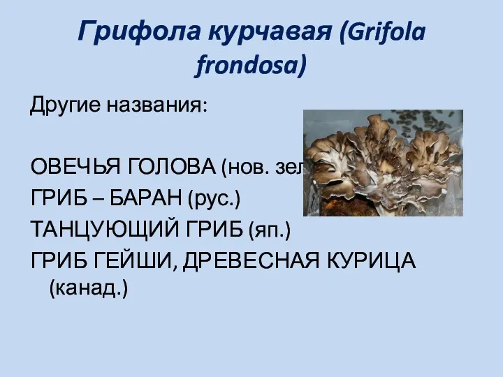 Грифола курчавая (Grifola frondosa) Другие названия: ОВЕЧЬЯ ГОЛОВА (нов. зел.)