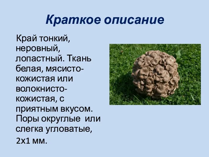 Краткое описание Край тонкий, неровный, лопастный. Ткань белая, мясисто-кожистая или