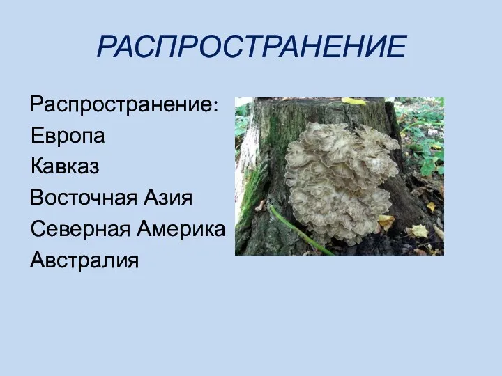 РАСПРОСТРАНЕНИЕ Распространение: Европа Кавказ Восточная Азия Северная Америка Австралия