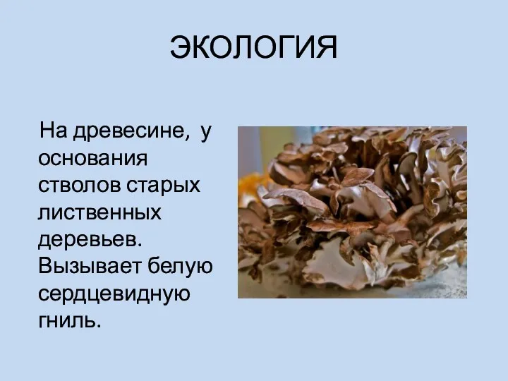 ЭКОЛОГИЯ На древесине, у основания стволов старых лиственных деревьев. Вызывает белую сердцевидную гниль.