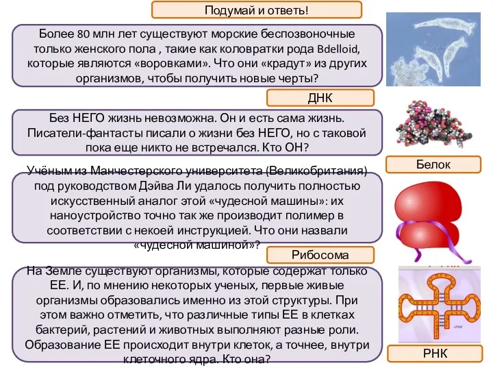 Подумай и ответь! Более 80 млн лет существуют морские беспозвоночные