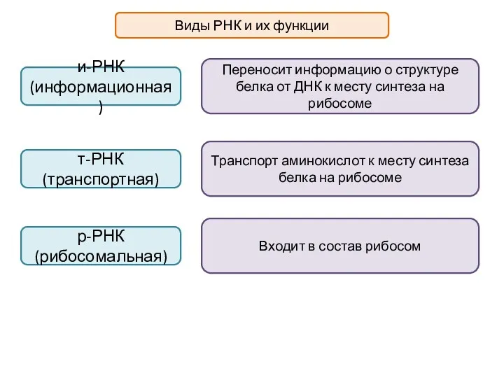 Виды РНК и их функции и-РНК (информационная) т-РНК (транспортная) р-РНК
