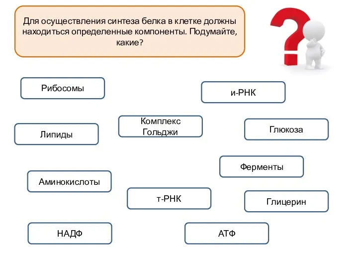 Для осуществления синтеза белка в клетке должны находиться определенные компоненты.