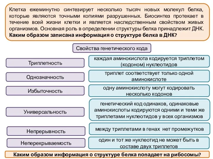 Клетка ежеминутно синтезирует несколько тысяч новых молекул белка, которые являются