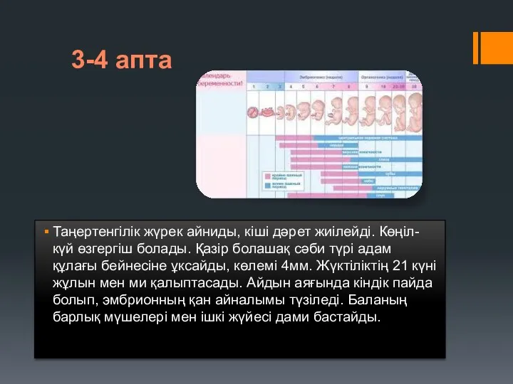 3-4 апта Таңертенгілік жүрек айниды, кіші дәрет жиілейді. Көңіл-күй өзгергіш