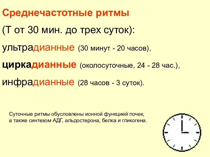 Cреднечастотные ритмы (Т от 30 мин. до трех суток): ультрадианные