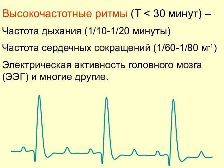 Высокочастотные ритмы (T Частота дыхания (1/10-1/20 минуты) Частота сердечных сокращений