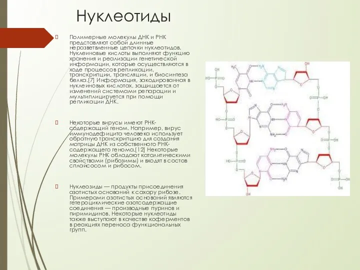 Нуклеотиды Полимерные молекулы ДНК и РНК представляют собой длинные неразветвленные