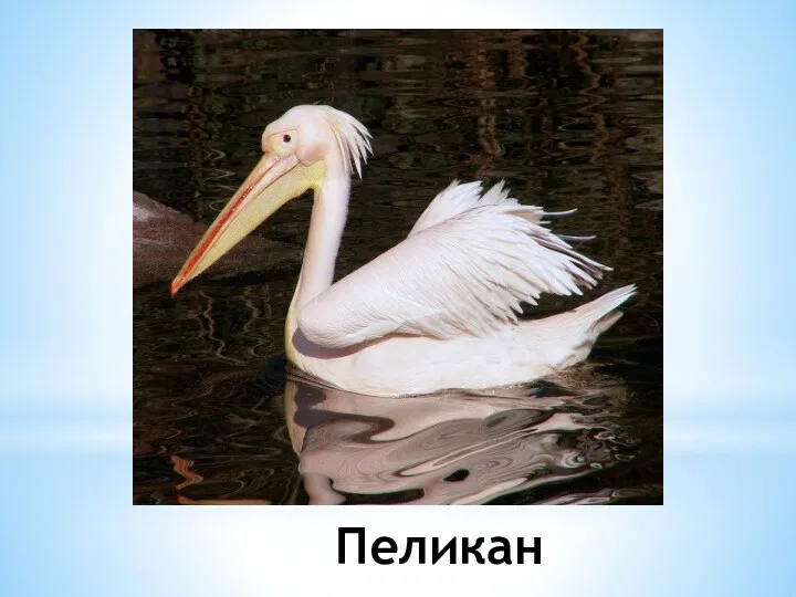 Пеликан