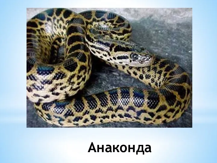 Анаконда