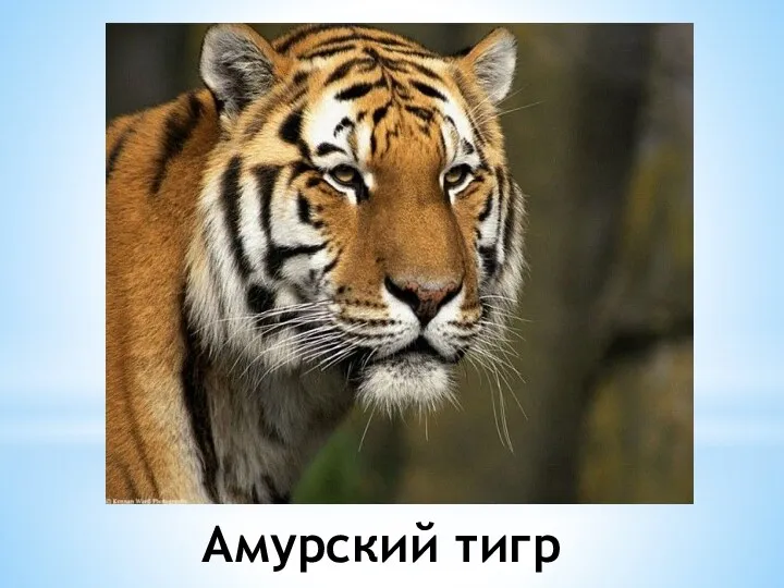 Амурский тигр