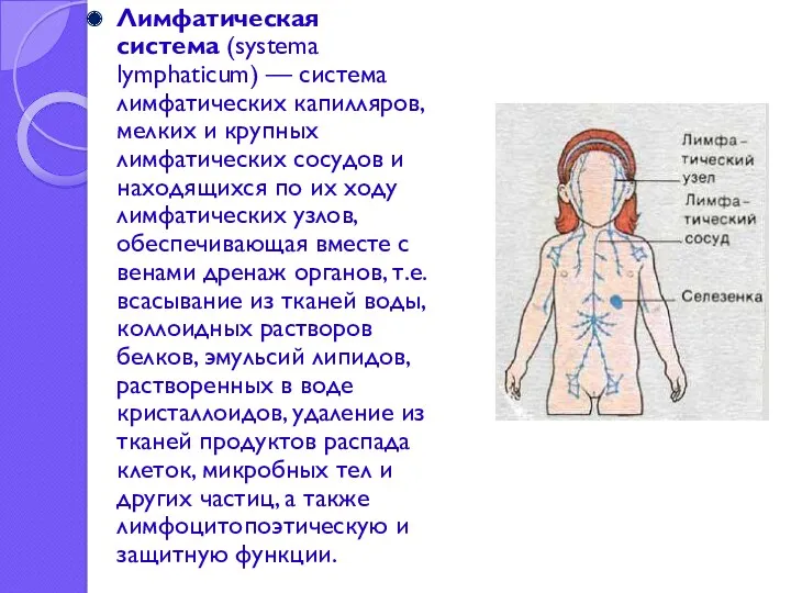 Лимфатическая система (systema lymphaticum) — система лимфатических капилляров, мелких и крупных лимфатических сосудов