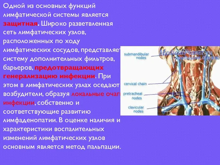 Одной из основных функций лимфатической системы является защитная. Широко разветвленная